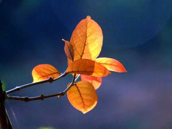 Leaves on a tree during the fall.