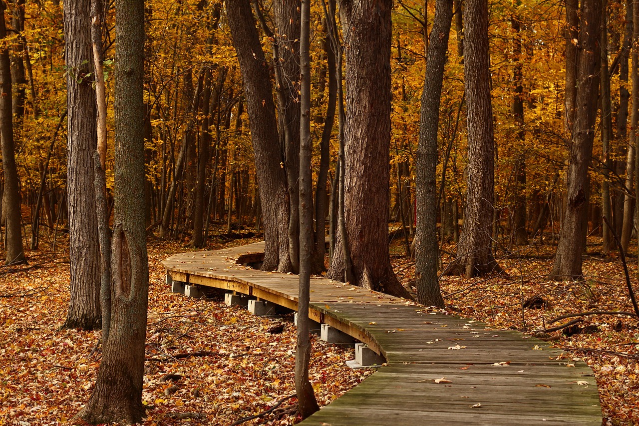 Boardwalk During Fall